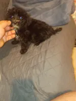 Toby , a male Morkie for sale in Bronx, NY – 2 of 10