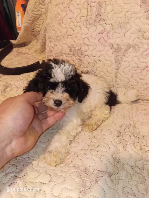 Pandita  – Poodle - Toy  puppy for sale in Bronx, NY