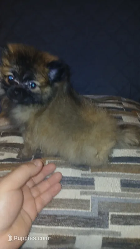 Garu  – Pomeranian puppy for sale in Bronx, NY
