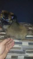 Garu , a male Pomeranian for sale in Bronx, NY – 1 of 8