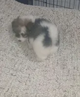 Molly , a female Pomapoo for sale in Bronx, NY – Photo 2 of 3