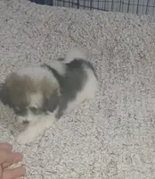 Molly , a female Pomapoo for sale in Bronx, NY – Photo 3 of 3