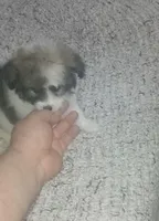 Molly , a female Pomapoo for sale in Bronx, NY – Photo 1 of 3