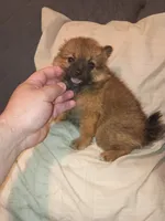 Rossy, a female Pomeranian for sale in Bronx, NY – 7 of 7