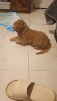 Dana , a female Poodle - Miniature  for sale in Bronx, NY – 2 of 3