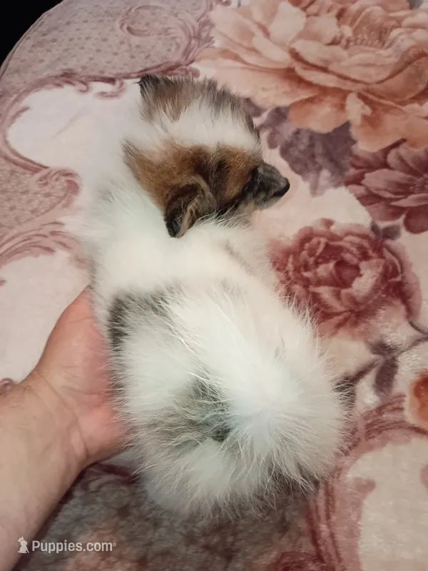 Dana y  sponky  – Pomeranian puppy for sale in Bronx, NY