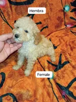 Valentina , a female Poodle - Toy  and Poodle - Miniature  for sale in Bronx, NY – 1 of 2