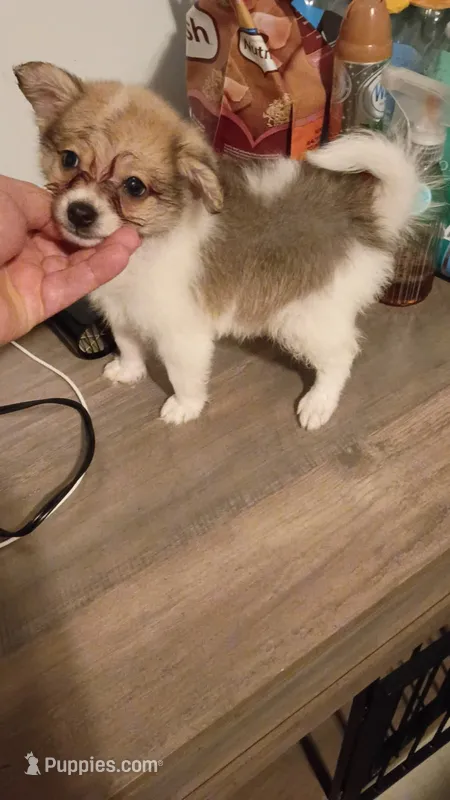 Sponky  – Pomeranian puppy for sale in Bronx, NY
