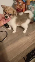 Sponky , a male Pomeranian for sale in Bronx, NY – 1 of 4