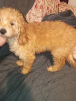 Balentina , a female Poodle - Toy  and Poodle - Miniature  for sale in Bronx, NY – 9 of 10