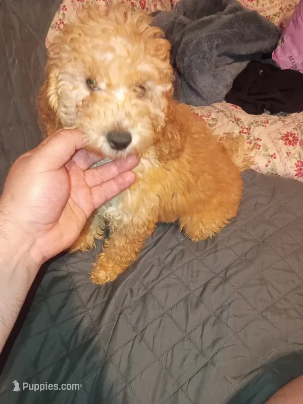 Balentina  – Poodle - Toy , Poodle - Miniature  puppy for sale in Bronx, NY