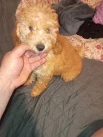 Balentina , a female Poodle - Toy  and Poodle - Miniature  for sale in Bronx, NY – 1 of 10