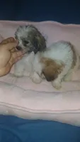 Balentina y Sofía , a female Shih Tzu for sale in Bronx, NY – 9 of 10