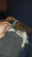 Stitch, a male Chihuahua and Pomeranian for sale in Bronx, NY – 3 of 6