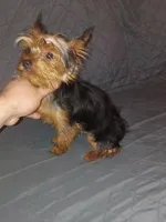 Caramelo , a male Yorkshire Terrier for sale in Bronx, NY – 3 of 6