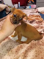 Melody , a female Chihuahua and Yorkshire Terrier for sale in Bronx, NY – 1 of 8