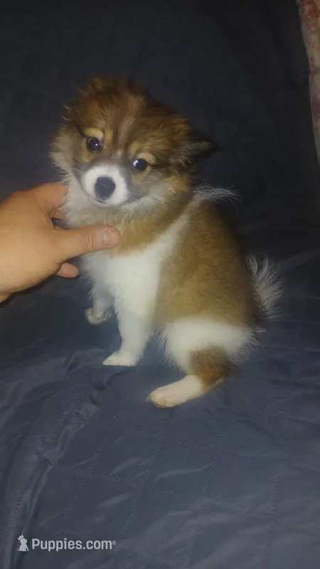 Melody  – Pomeranian puppy for sale in Bronx, NY