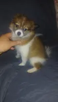 Melody , a female Pomeranian for sale in Bronx, NY – 1 of 6