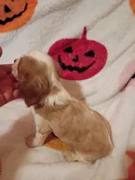 Caramelo y Valentina , a female Cavalier King Charles Spaniel for sale in Bronx, NY – 9 of 9