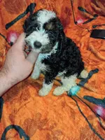 Toby , a male Poodle - Miniature  for sale in Bronx, NY – 4 of 4