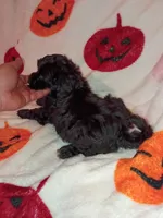Toby , a male Poodle - Toy  and Poodle - Miniature  for sale in Bronx, NY – 3 of 4