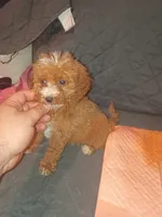 Kiara , a female Poodle - Toy  for sale in Bronx, NY – 8 of 10
