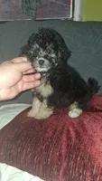 Dana , a female Poodle - Toy  for sale in Bronx, NY – 4 of 7