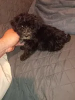 Toby , a male Morkie for sale in Bronx, NY – 9 of 10