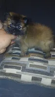 Garu , a male Pomeranian for sale in Bronx, NY – 6 of 8