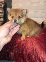 Candy, a female Pomeranian for sale in Bronx, NY – 3 of 5