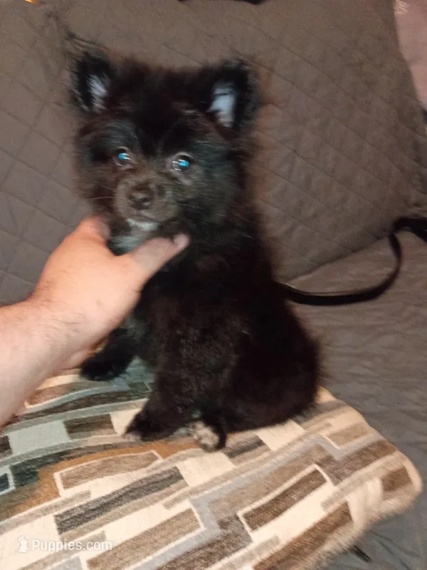 Balu y sam – Pomeranian puppy for sale in Bronx, NY