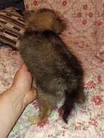 Camilo , a male Pomeranian for sale in Bronx, NY – 8 of 9
