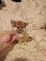 Candy y Valentina, a female Pomeranian for sale in Bronx, NY – 1 of 10