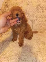 Valentino , a male Poodle - Toy  for sale in Bronx, NY – 2 of 5