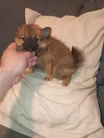 Rossy, a female Pomeranian for sale in Bronx, NY – 3 of 7