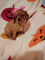 Caramelo y Valentina , a female Cavalier King Charles Spaniel for sale in Bronx, NY – 2 of 9