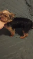 Caramelo , a male Yorkshire Terrier for sale in Bronx, NY – 5 of 6