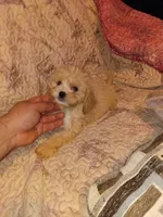 Caramelo y Dolly , a male Maltese and Poodle - Toy  for sale in Bronx, NY – 2 of 10