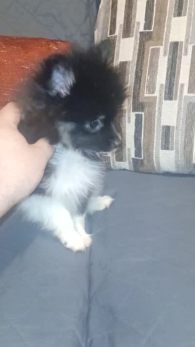 Sponky , a male Pomeranian for sale in Bronx, NY – 7 of 8