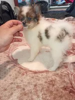 Dana , a female Pomeranian for sale in Bronx, NY – 5 of 8