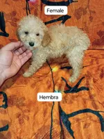 Valentina , a female Poodle - Toy  and Poodle - Miniature  for sale in Bronx, NY – 2 of 2