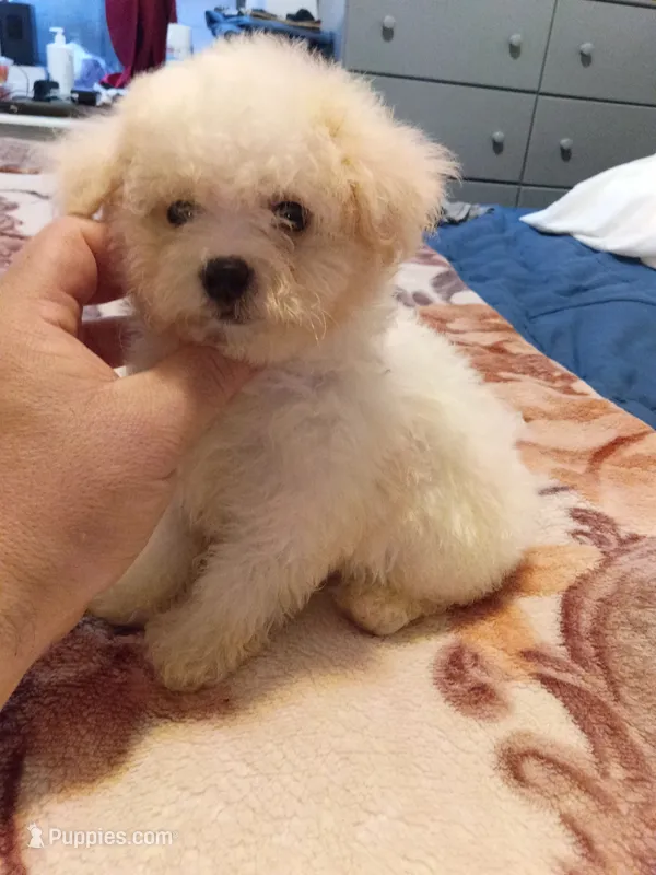 Jessy  – Poodle - Toy  puppy for sale in Bronx, NY