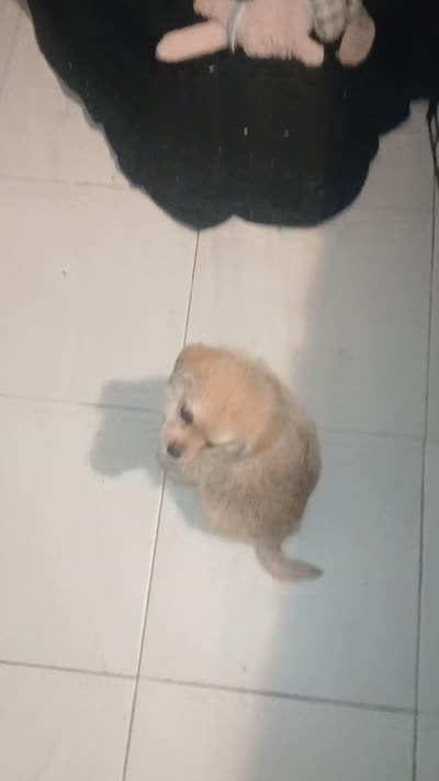 Lucas y melody , a male Pomeranian for sale in Bronx, NY – 8 of 8