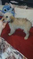 Caramelo , a male Poodle - Toy  and Poodle - Miniature  for sale in Bronx, NY – 4 of 6