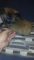 Garu , a male Pomeranian for sale in Bronx, NY – 4 of 8