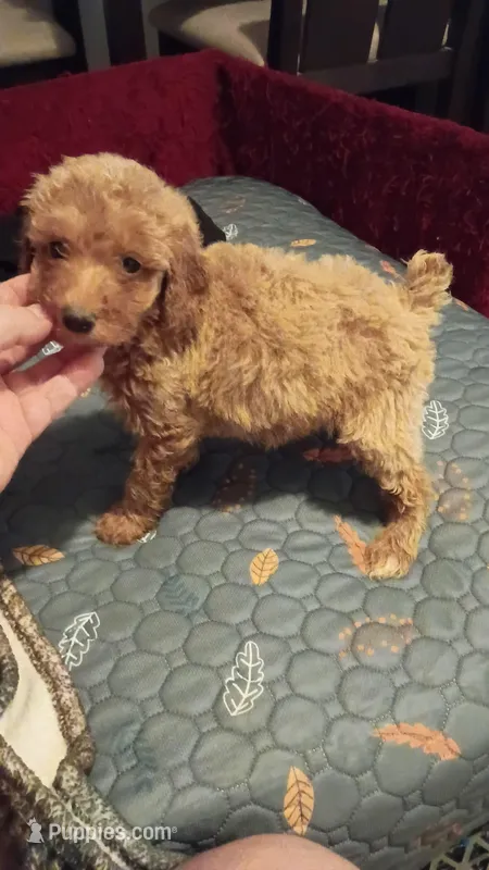 Balentina  – Poodle - Toy  puppy for sale in Bronx, NY
