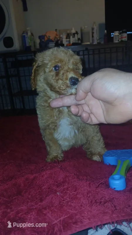 Balentina  – Poodle - Toy  puppy for sale in Bronx, NY