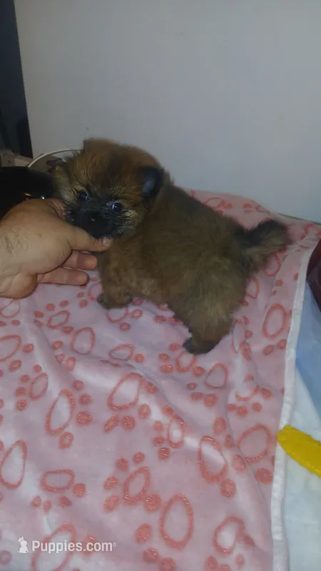 Balentina  – Pomeranian puppy for sale in Bronx, NY