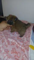 Balentina , a female Pomeranian for sale in Bronx, NY – 1 of 10