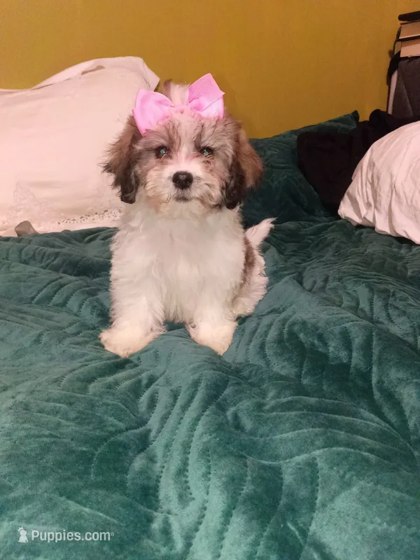 Sofia  – Shih Tzu puppy for sale in Bronx, NY